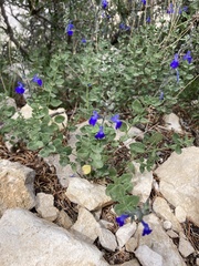 Scutellaria potosina