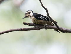 Yungipicus canicapillus