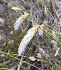 Johnsonia lupulina