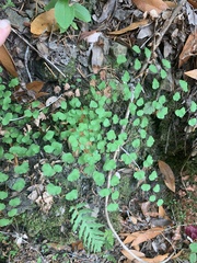 Adiantum jordanii