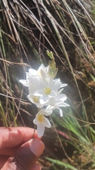 Ixia polystachya polystachya