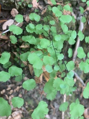 Adiantum jordanii