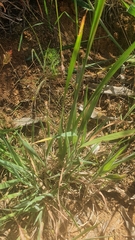 Ixia polystachya polystachya