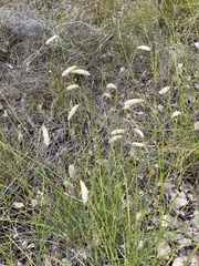 Johnsonia lupulina