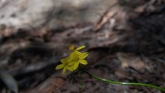 Tricoryne simplex