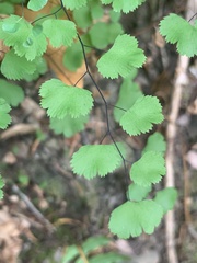 Adiantum jordanii