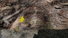 Tricoryne simplex