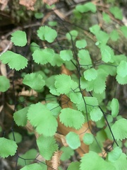 Adiantum jordanii