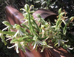 Bonatea speciosa