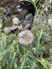 Thelypodium wrightii