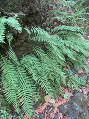 Polypodium calirhiza