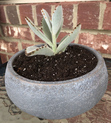 Kalanchoe tomentosa