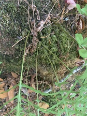 Polypodium calirhiza