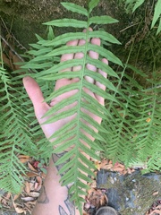 Polypodium calirhiza