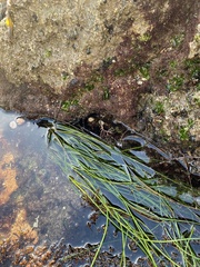 Phyllospadix torreyi