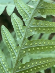 Polypodium calirhiza