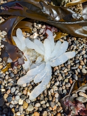 Doryteuthis opalescens