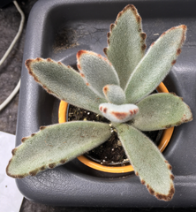 Kalanchoe tomentosa