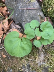 Cardamine californica