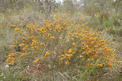 Dillwynia sericea