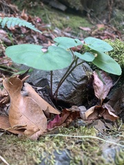 Cardamine californica