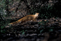 Cynictis penicillata