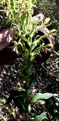 Bonatea speciosa