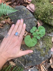Cardamine californica