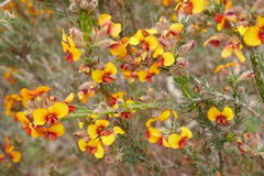 Dillwynia sericea