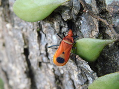 Dindymus sanguineus
