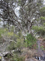 Melaleuca preissiana