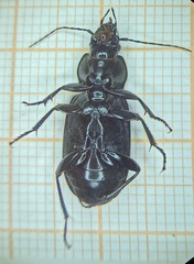 Diplocheila