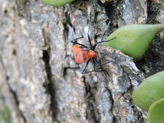 Dindymus sanguineus