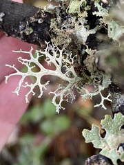 Evernia
