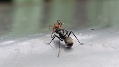 Polyrhachis dives