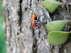 Dindymus sanguineus