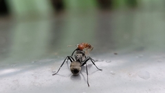 Polyrhachis dives