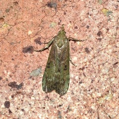 Heteromicta tripartitella