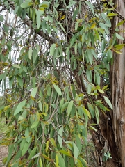 Muellerina eucalyptoides