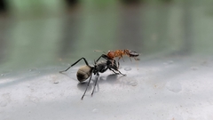 Polyrhachis dives