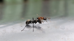 Polyrhachis dives