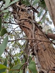 Muellerina eucalyptoides
