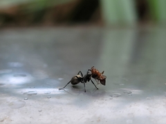 Polyrhachis dives