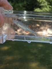 Lythrurus fasciolaris