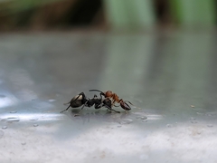 Polyrhachis dives