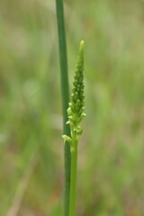 Microtis unifolia