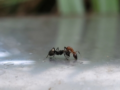 Polyrhachis dives