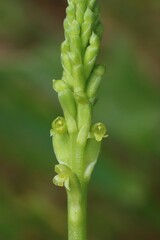 Microtis unifolia