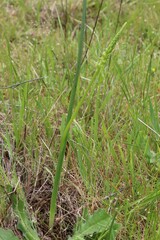 Microtis unifolia