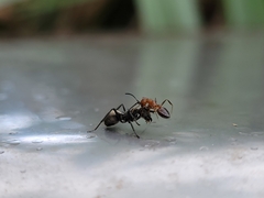 Polyrhachis dives